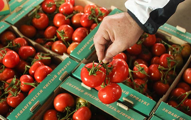Rusiyanın 33 ton pomidoru Azərbaycana qaytarmasının səbəbi
