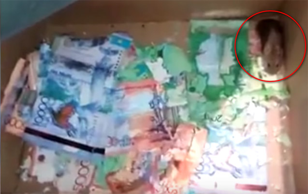 Astanada siçanlar bankomata soxularaq pulları yeyiblər - Video