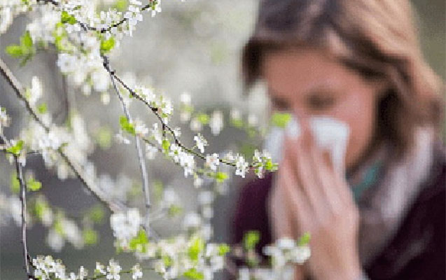 HansÄ± aÄaclar insanda allergiya yaradÄ±r?