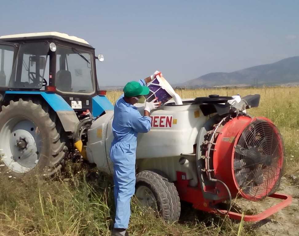 Çəyirtkələrin Azərbaycana kütləvi axınının qarşısı alınıb