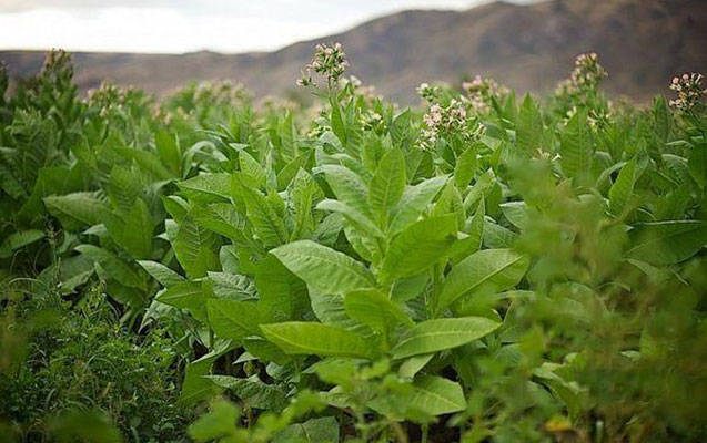 Azərbaycanda Virciniyadan gətirilmiş bahalı tütün istehsalına başlandı
