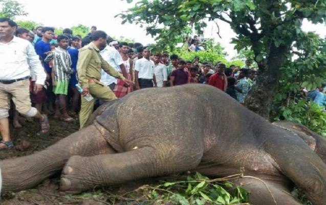 14 nəfərin ölümünə səbəb olan fil güllənib