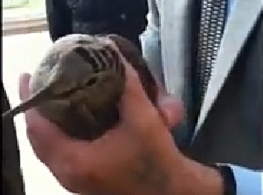 yarali-qusa-yap-cilardan-yardim-video