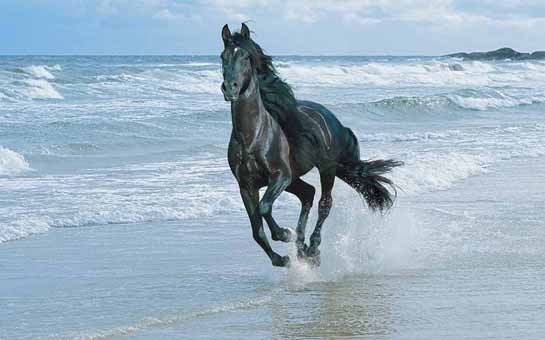 at-qani-ice-ice-sagaldim-ikinci-heyat