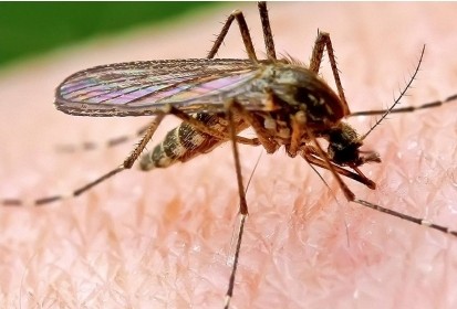 istifade-edilen-dermanlarin-tehlukesi-agcaqanad-movsumu