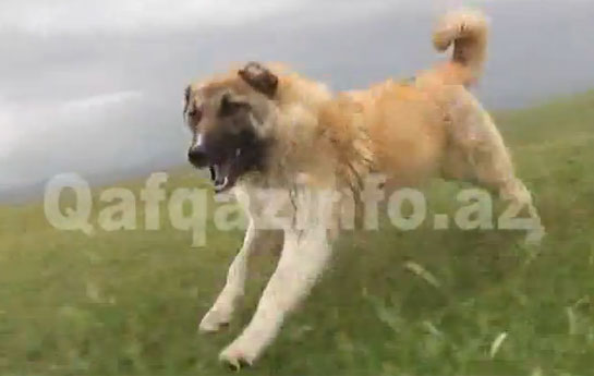 azerbaycanda-coban-itleri-jurnaliste-hucum-etdi-video