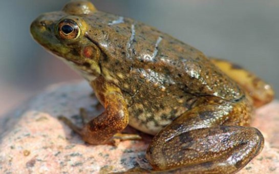 qurbaga-ile-zob-xesteliyinden-qurtuldum-