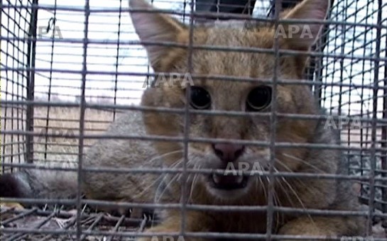 goycayda-sakinlerin-qenimi-olan-vehsi-col-pisiyi-