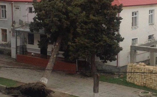 balekende-agac-binanin-ustune-asdi-