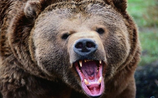 samaxida-ayi-rayon-sakinini-parcaladi-