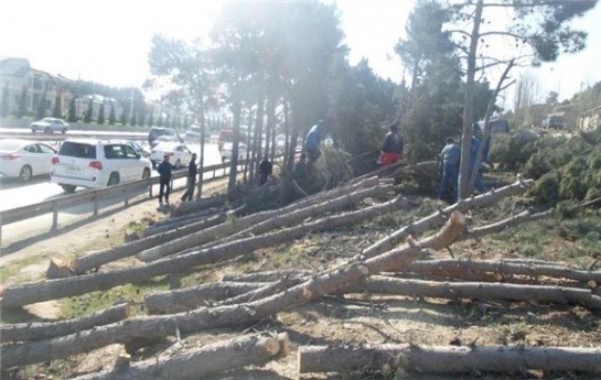 bu-agaclari-niye-kesirler-