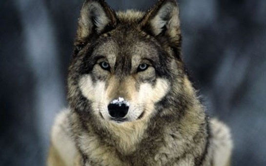 azerbaycanda-qoyun-canavara-hucum-etdi-