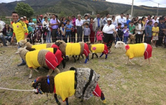 qoyunlar-futbol-oynadi-
