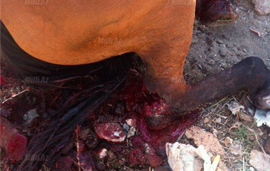 pula-gore-atin-ayagini-baltaladi-