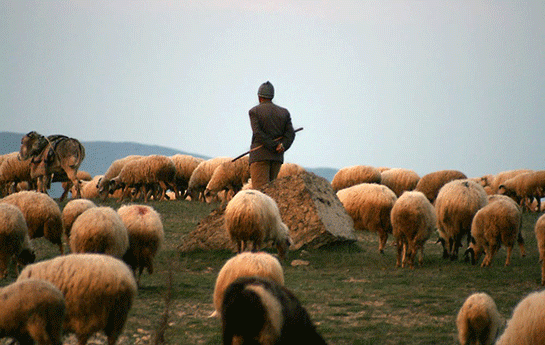 bilesuvarda-coban-ozunu-asdi