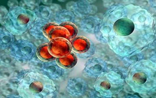 azerbaycanda-tehlukeli-virus-yayilib