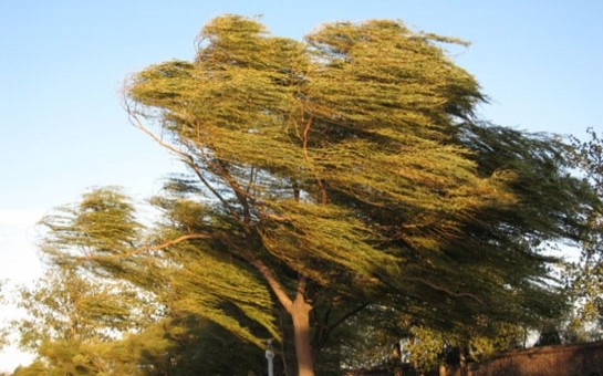 sabah-da-kulek-olacaq