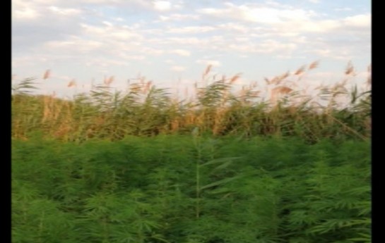 rayonda-narkotika-plantasiyasi-