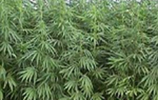 qoruqda-cetene-bitkisi-