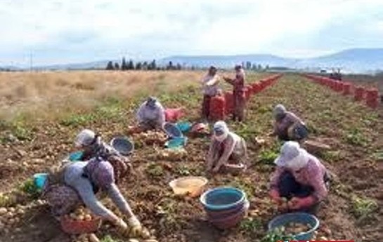 azerbaycandaki-quraqliq-kend-teserrufati-mehsullarina-ziyan-vurub