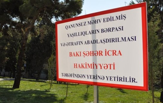 dunenki-agaclarin-soyqirimindan-sonra