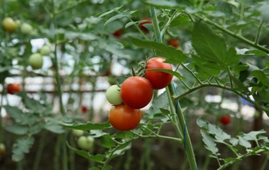 mehkumlarin-islemesi-ucun-istixana-yaradildi-