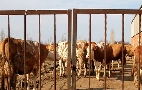 bu-rayonlardan-qurbanliq-getirilmeyecek-