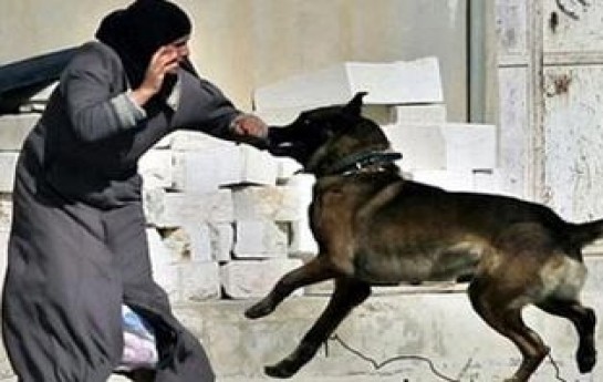 4-neferi-sahibsiz-it-bir-azyaslini-ise-caqqal-disleyib-