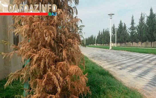 icra-hakimiyyetinin-40-manata-aldigi-agaclar-qurudu-