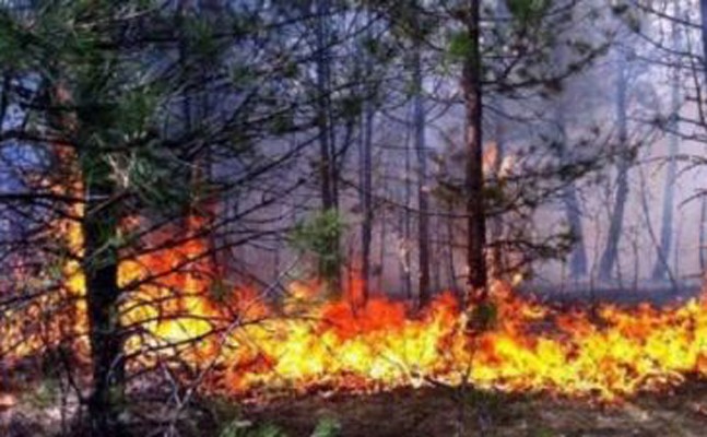 sahdag-milli-parkinda-yangin