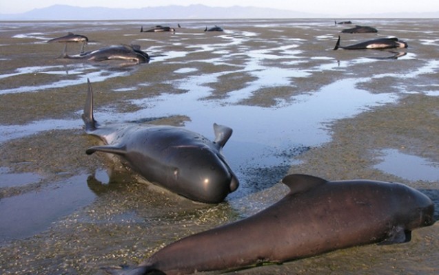 bu-defe-200-balina-sahile-cixdi-