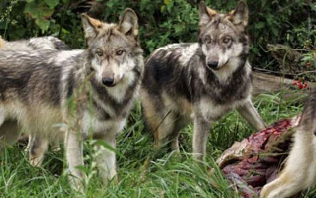 canavarlar-kende-hucum-etdi