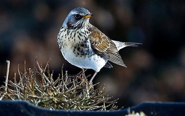 isvecden-qeyri-adi-qerar-