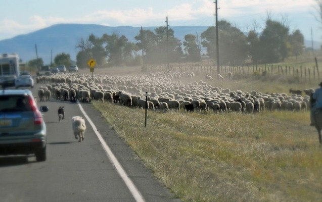 neqliyyat-mufettisleri-cobanlari-cerimeleyecek