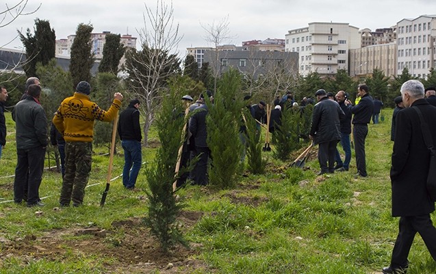 nerimanovda-agacekme-aksiyasi-