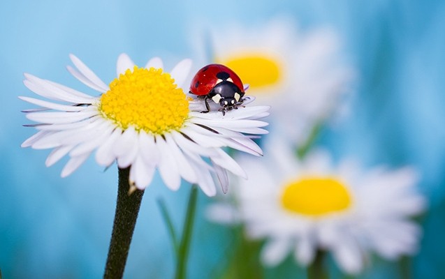 sabah-hava-yaxsi-olacaq