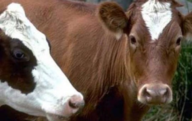 yataqxanada-saxladigi-inek-ogurlandi-