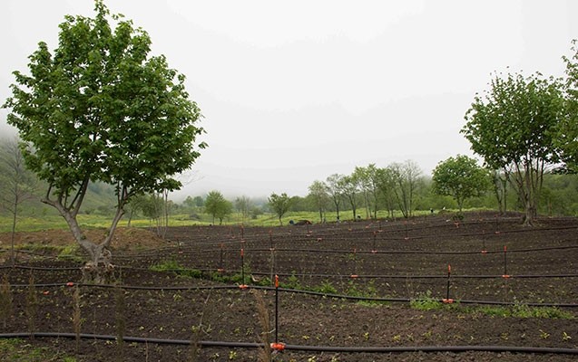 azersun-holdinq-cay-plantasiyalarini-genislendirir