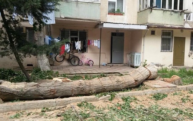 nazirlikden-agaclarin-kesilmesi-ile-bagli-