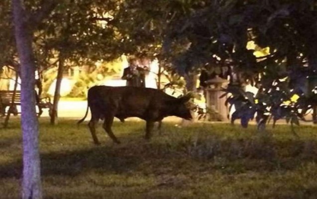 okuz-bakida-tixac-yaratdi-