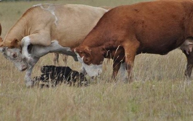 inek-gence-hucum-etdi-