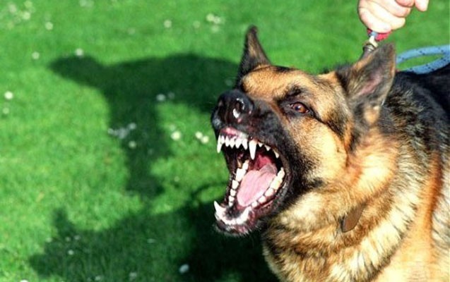 hamile-qadini-it-tutdu