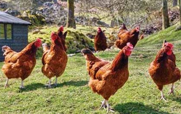 1471-qus-muayinelerden-kecirilib