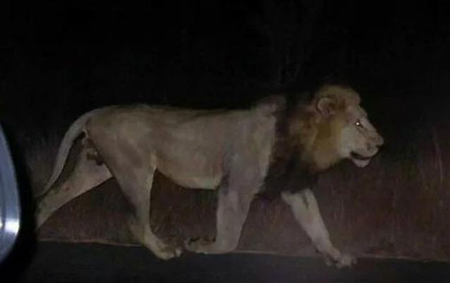 tiflis-zooparkindan-qacan-peleng-insanlara-hucum-etdi-