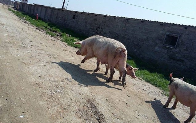 suraxanida-qanunsuz-donuz-fermasi-