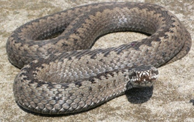 ilan-sancanda-neyi-etmek-olmaz-