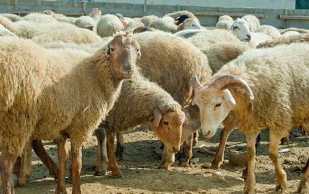 qurban-bayraminda-4-gun-istirahet-
