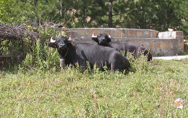 camis-sahibini-oldurdu-