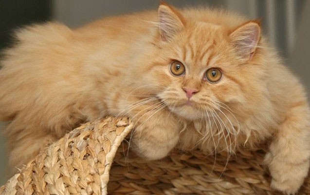 evde-pisik-saxlamaq-olarmi-