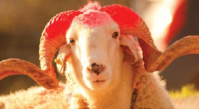 qurbanliqlara-nezaret-edilecek-
